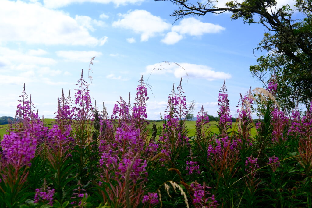 West Highland Way 西高地步道