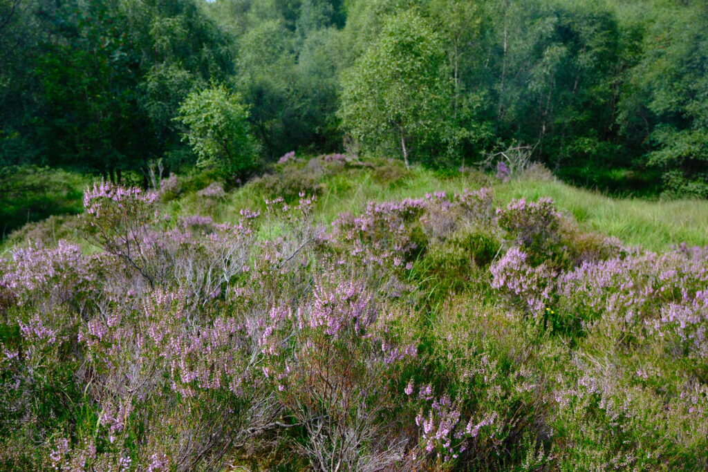 West Highland Way 西高地步道