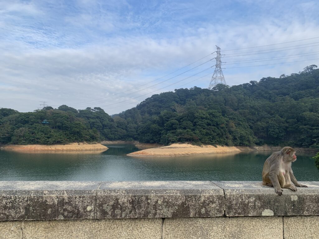 金山郊野公園 猴子 MacLehose Trail 麥理浩徑