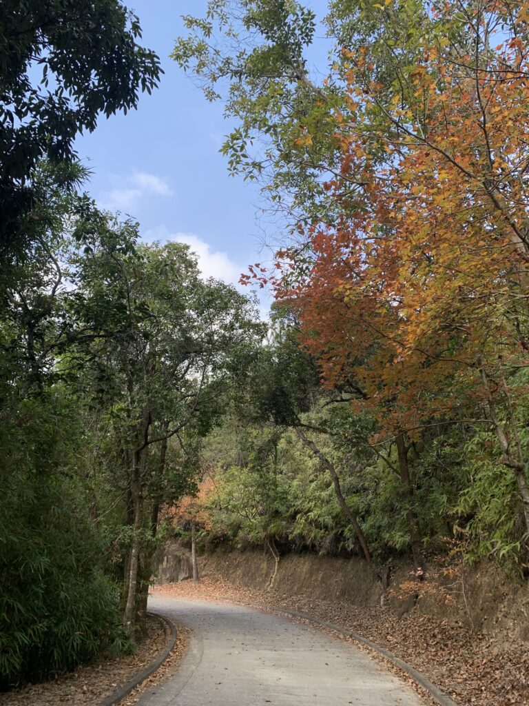 紅葉 Maple leaves 麥理浩徑 MacLehose Trail