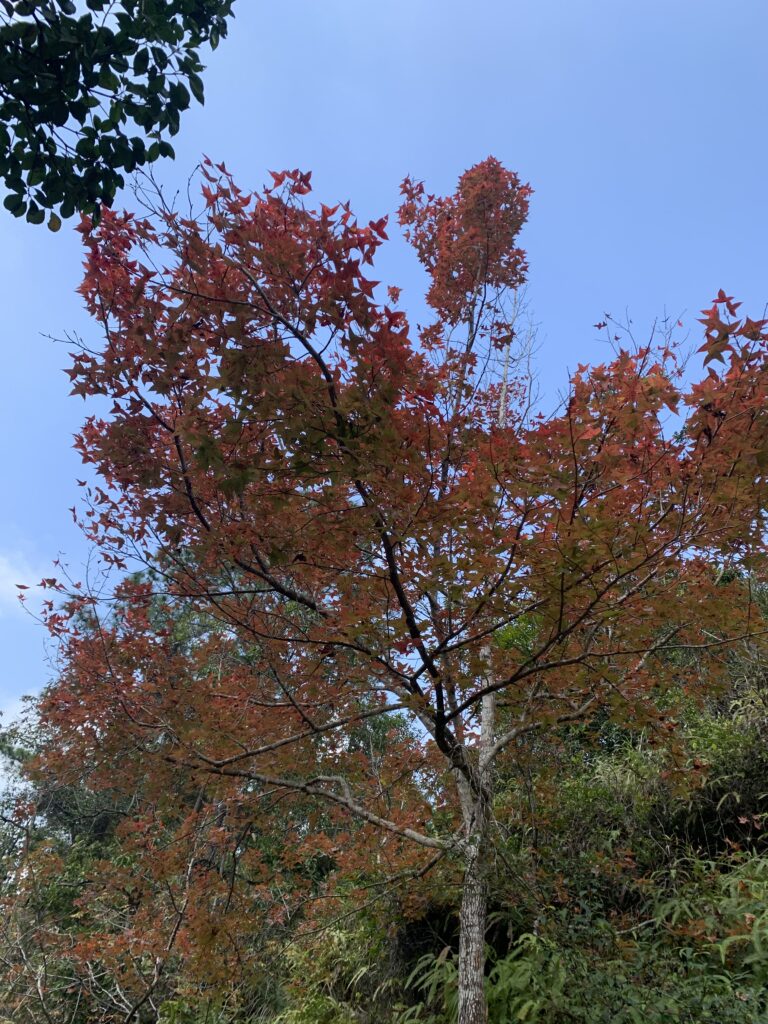 紅葉 Maple leaves 麥理浩徑 MacLehose Trail