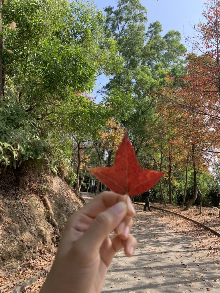 紅葉 Maple leaves 麥理浩徑 MacLehose Trail