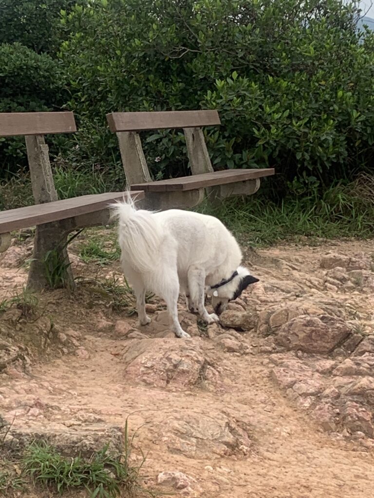 港島徑 Hong Kong Trail