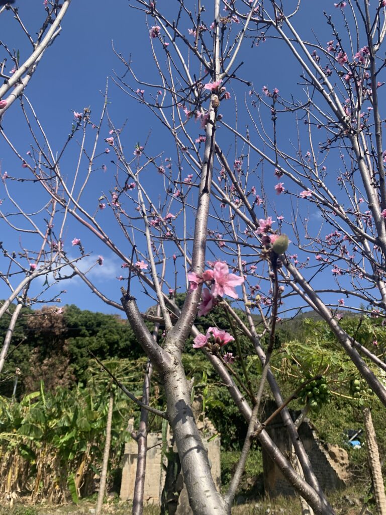 Hong Kong Lantau Trail 香港 鳳凰徑