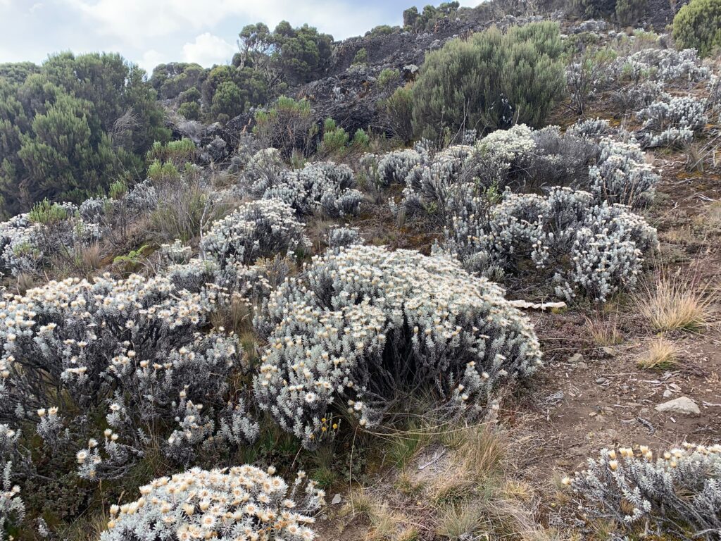 Tanzania Mount Kilimanjaro 坦尚尼亞 吉力馬札羅山