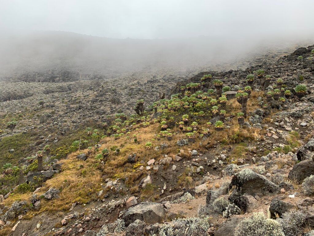 Tanzania Mount Kilimanjaro 坦尚尼亞 吉力馬札羅山