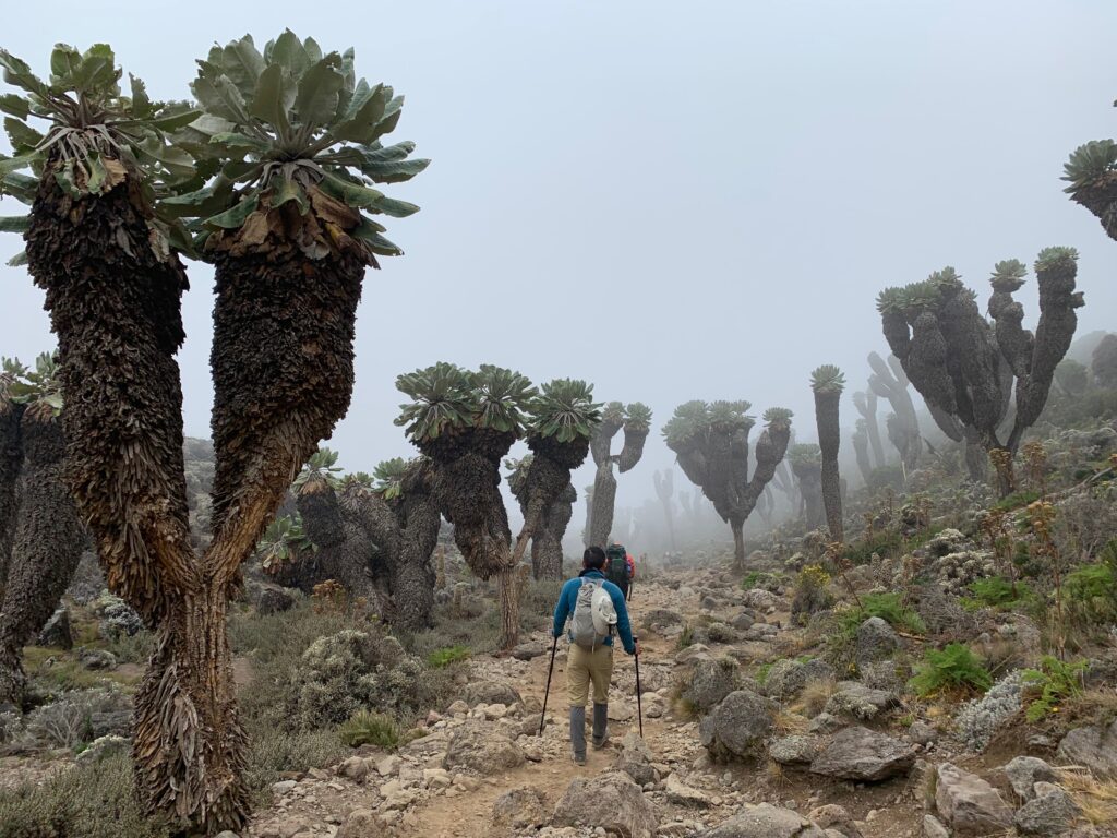 Tanzania Mount Kilimanjaro 坦尚尼亞 吉力馬札羅山