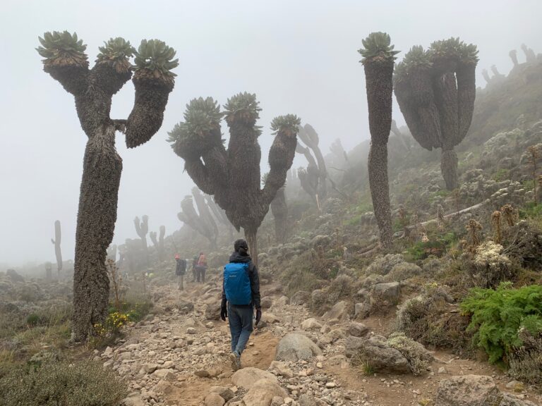 Tanzania Mount Kilimanjaro 坦尚尼亞 吉力馬札羅山