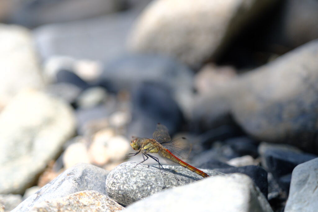 蜻蜓 Dragonfly