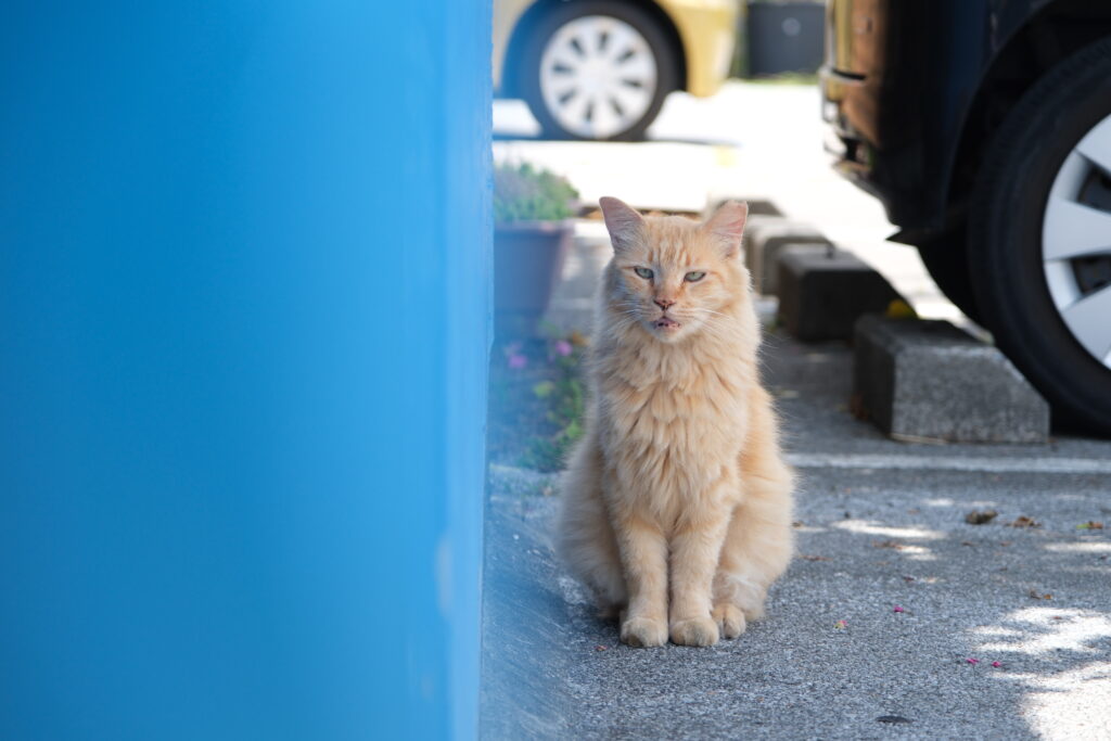 Cat 貓 Okinawa Japan 沖繩 日本