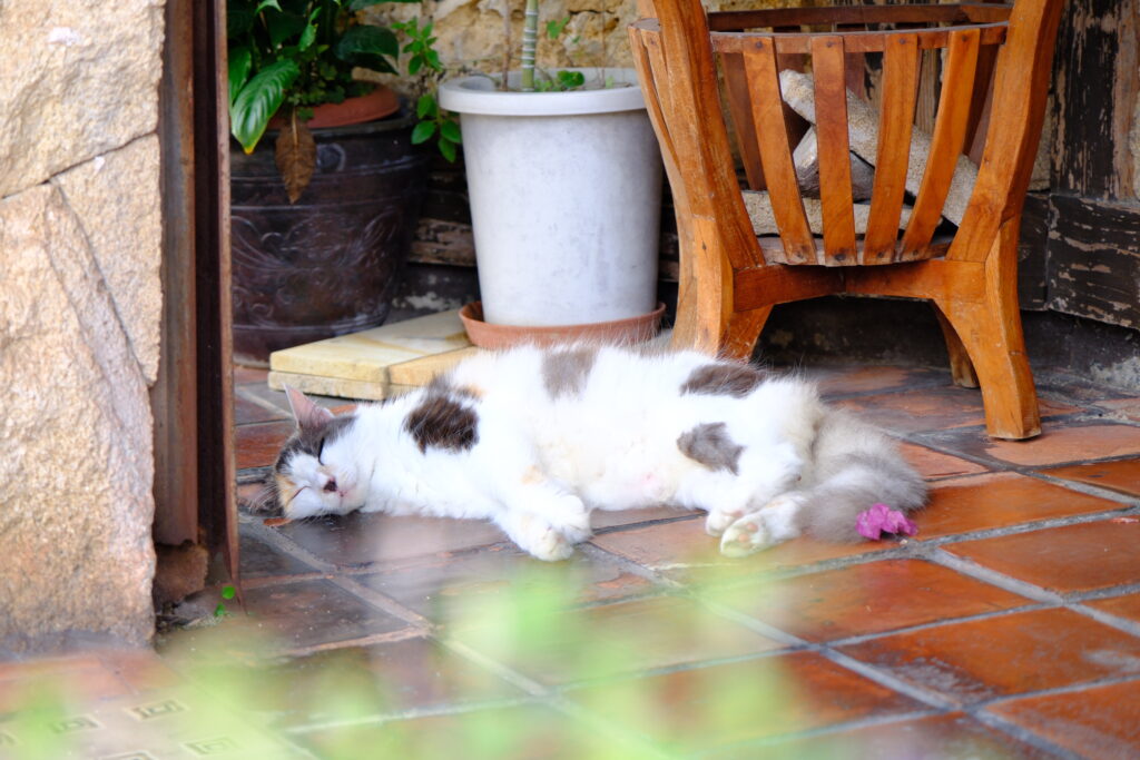 Okinawa Japan 沖繩 日本 貓 cat