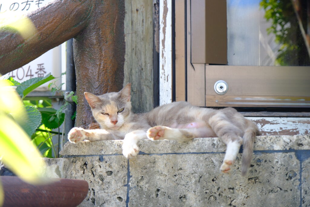 Okinawa Japan 沖繩 日本 cat 貓