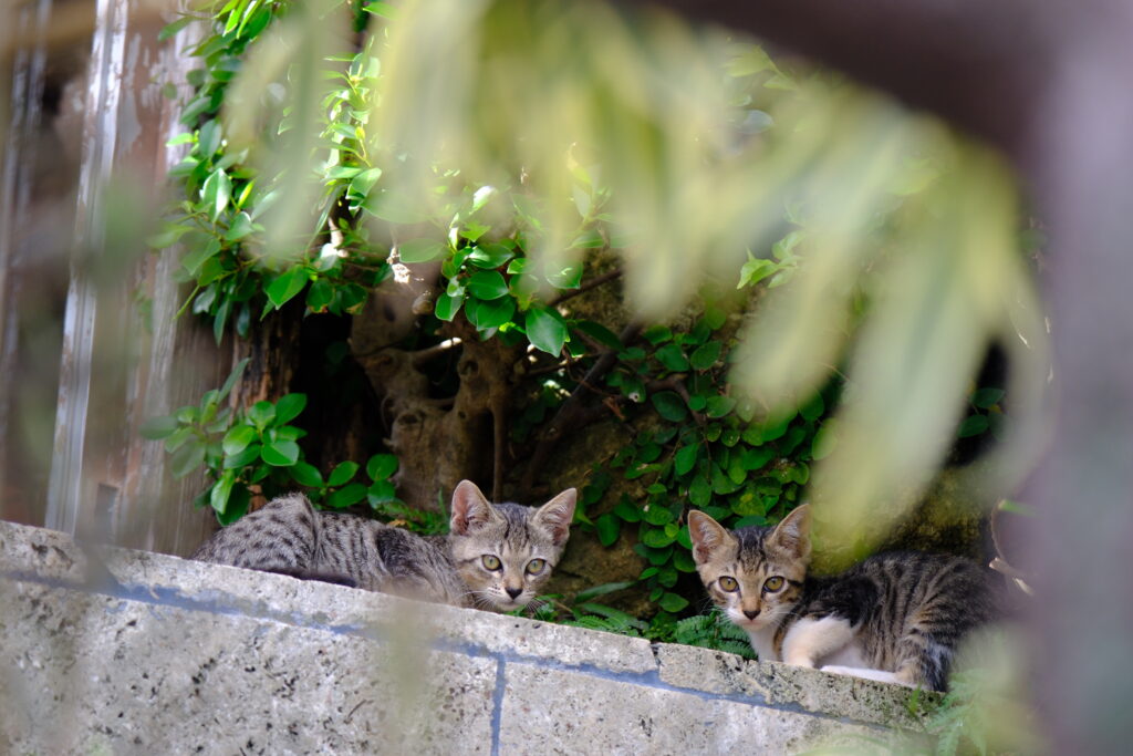 Okinawa Japan 沖繩 日本 cat 貓