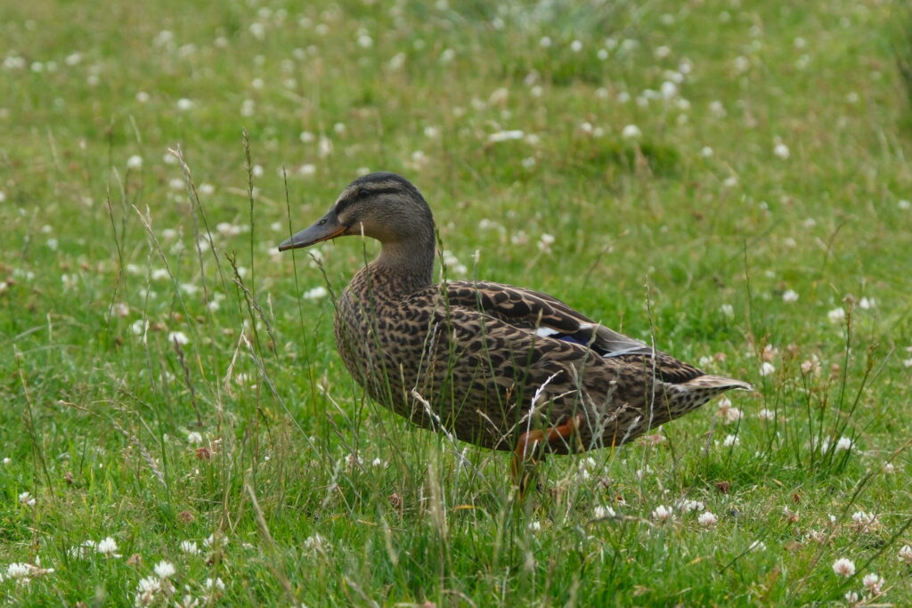 duck 鴨子 West Highland Way 西高地步道