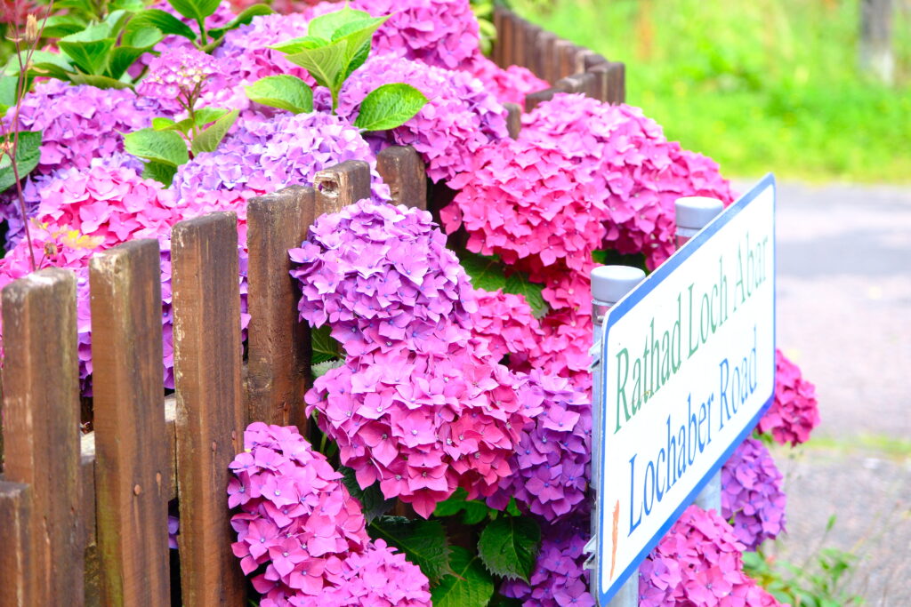 繡球花 hydrangeas West Highland Way 西高地步道