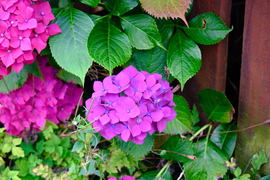 繡球花 hydrangeas West Highland Way 西高地步道