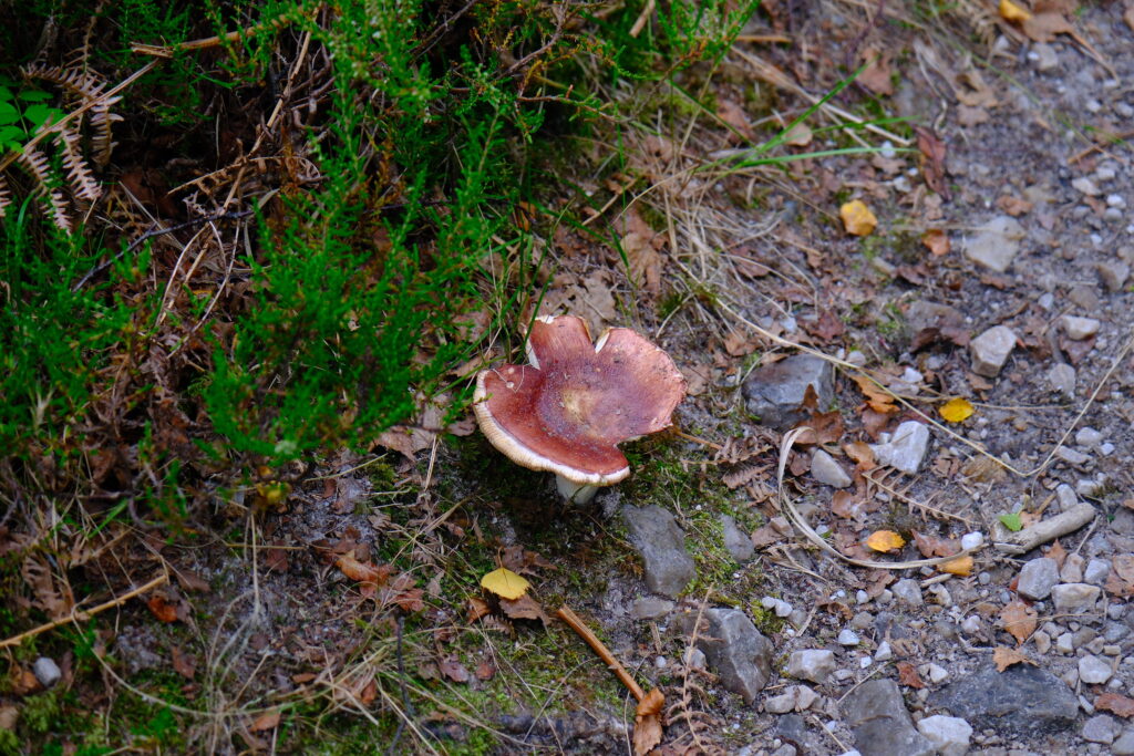 菇 MushroomWest Highland Way 西高地步道