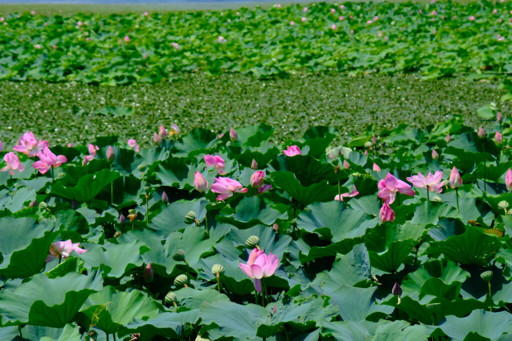 Lotus Pond 荷花池 琵琶湖 Lake Biwa 日本 Japan