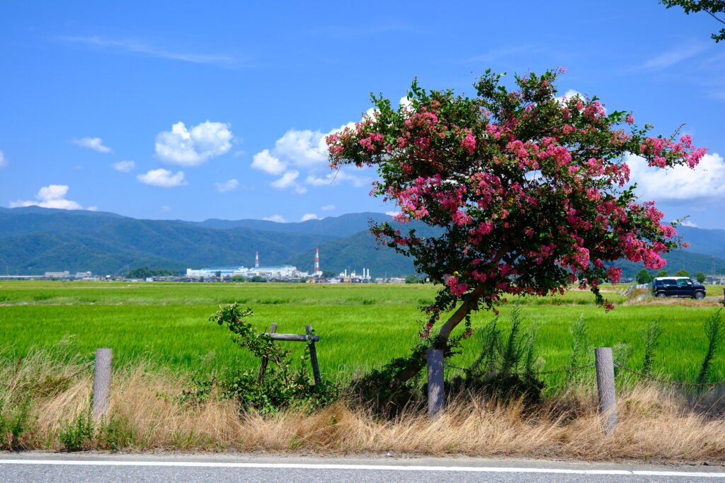 琵琶湖 Lake Biwa 日本 Japan