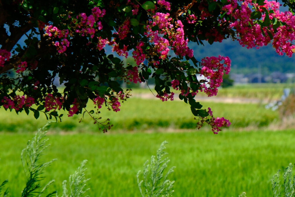 琵琶湖 Lake Biwa 日本 Japan