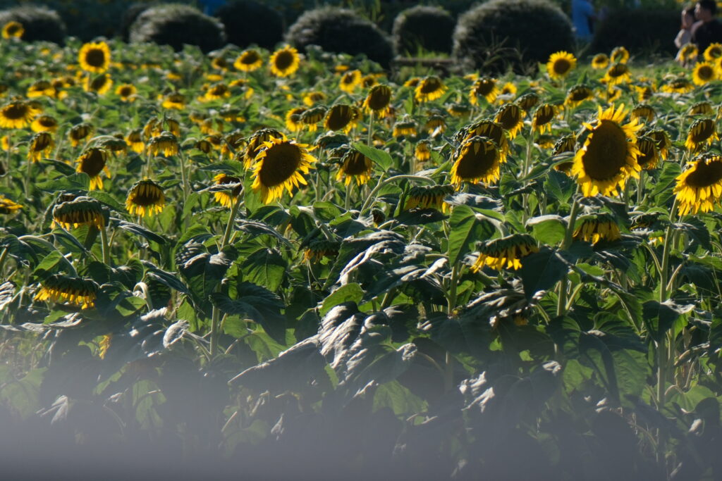 太陽花 Sunflower 琵琶湖 Lake Biwa 日本 Japan