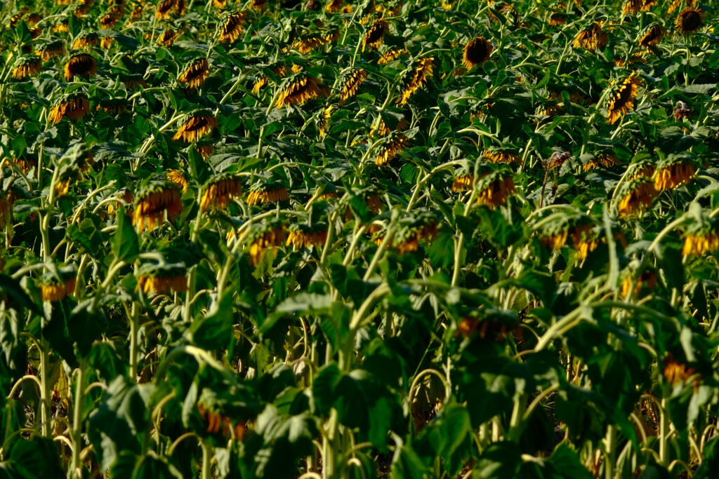 太陽花 Sunflower 琵琶湖 Lake Biwa 日本 Japan