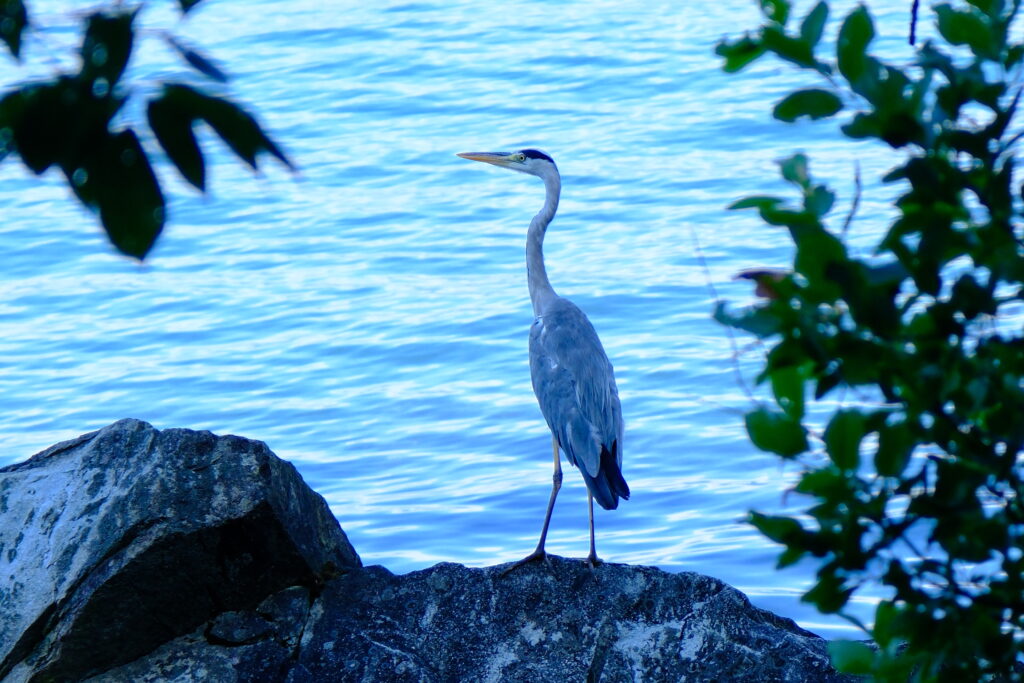 沖島 Oki Island 琵琶湖 Lake Biwa 日本 Japan