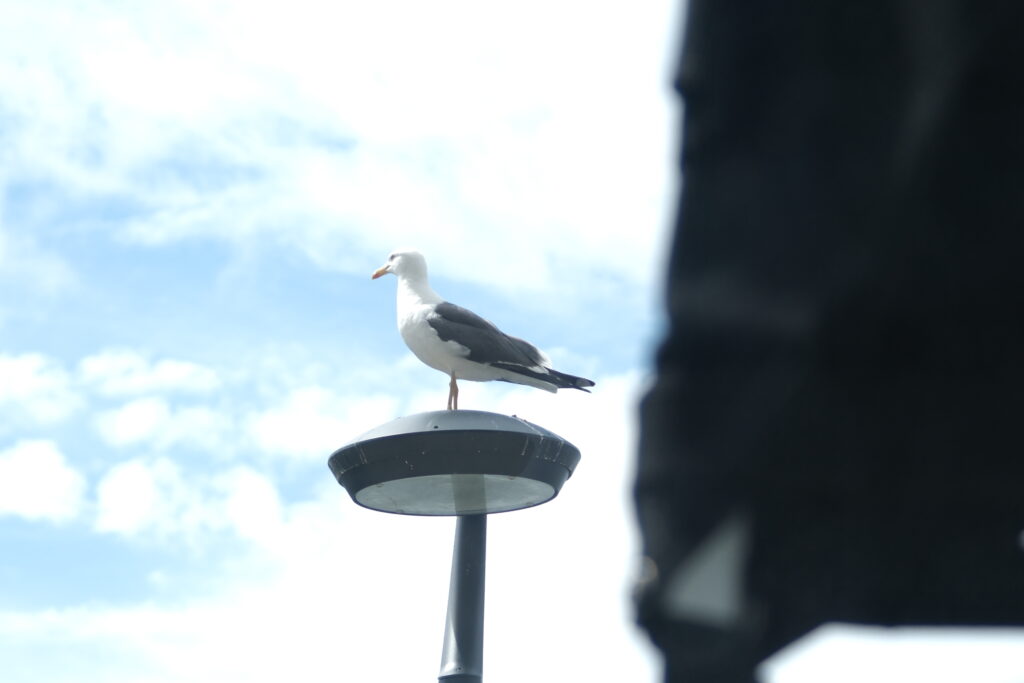 seagull