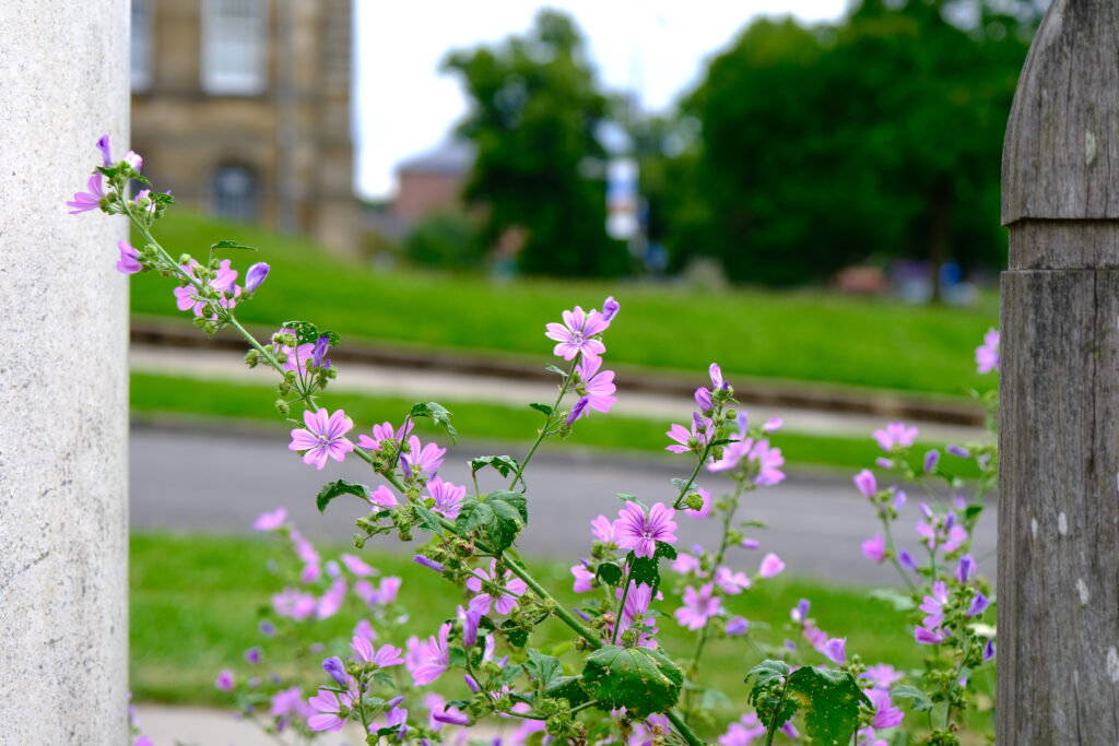 flowers