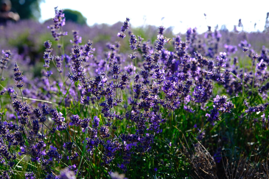 Mayfield Lavender Farm