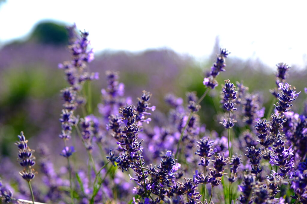 Mayfield Lavender Farm