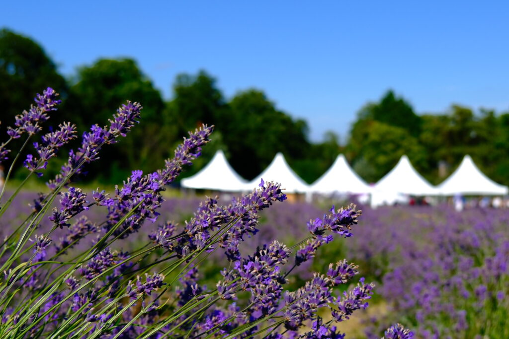 Mayfield Lavender Farm