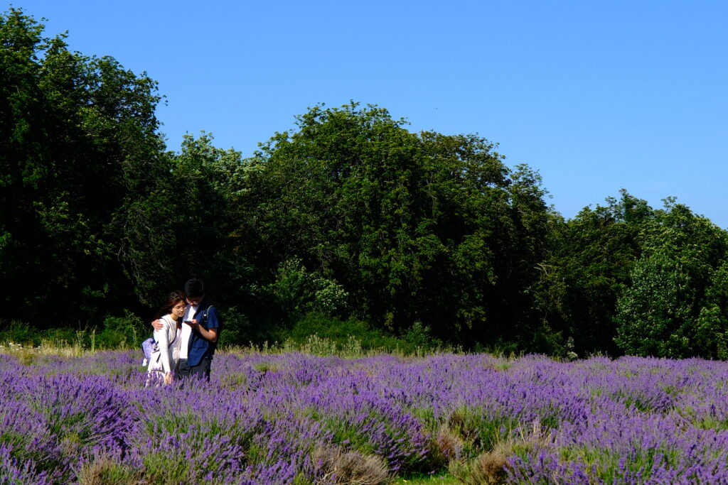 Mayfield Lavender Farm