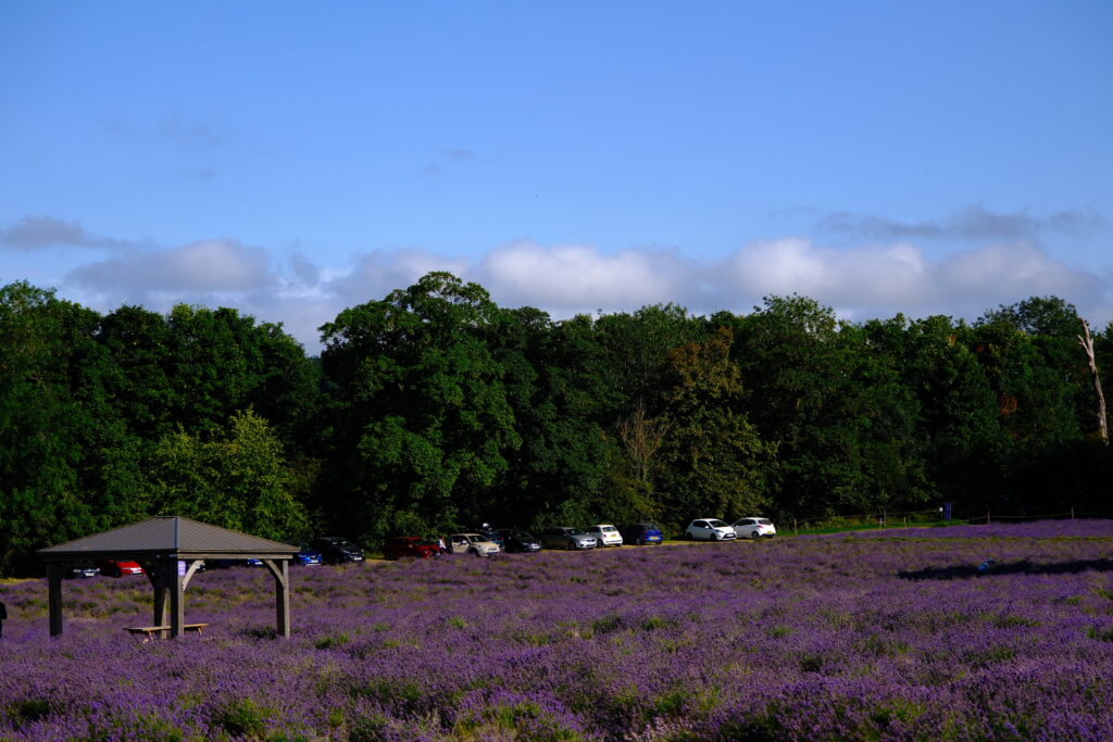 Mayfield Lavender Farm