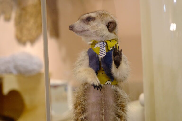 Meerkat75 Café - 75度獴-小巨蛋店