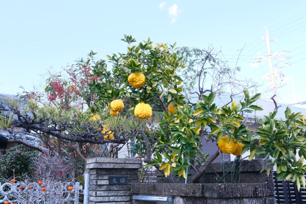 名古屋 招財貓