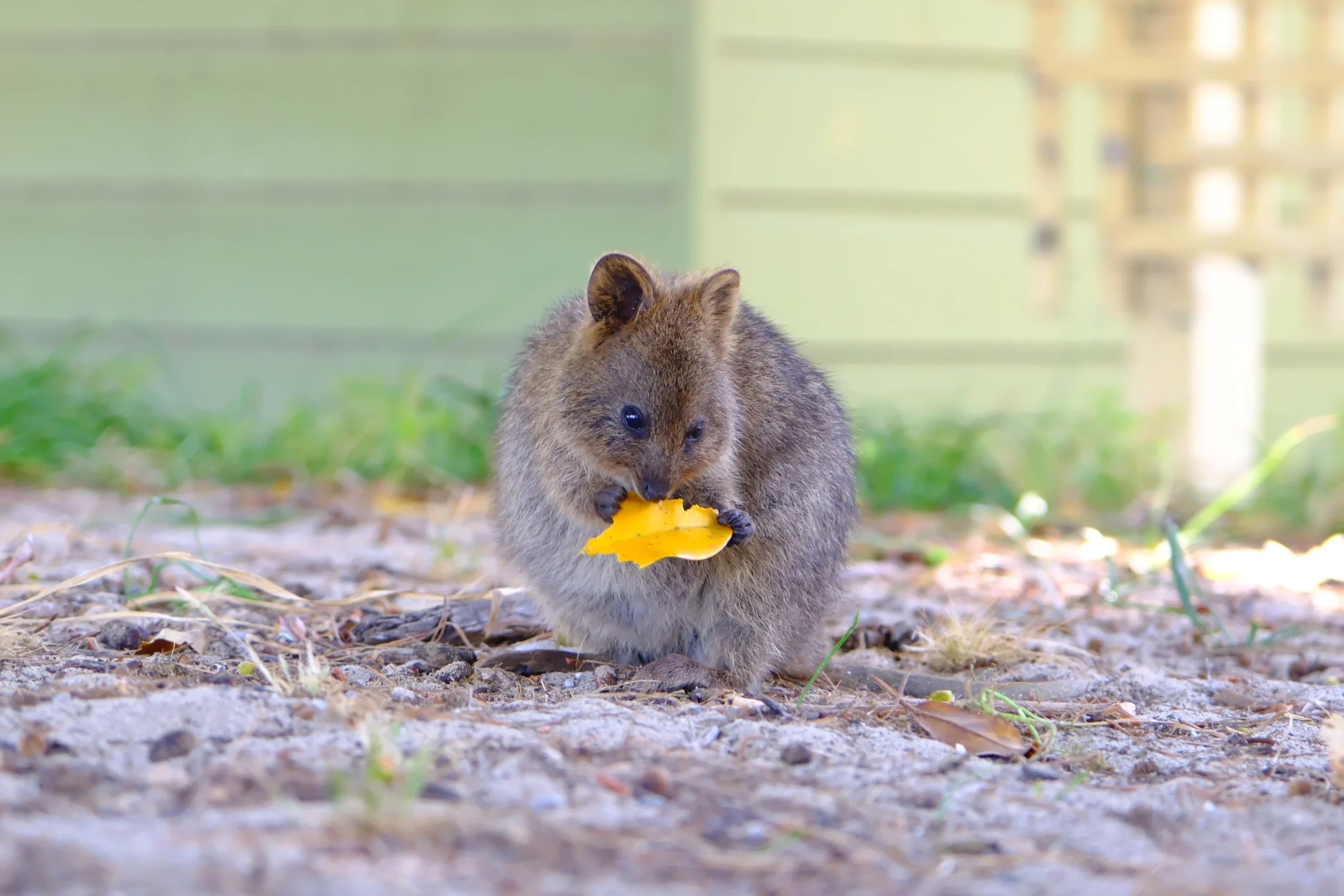 Rottnest Island
