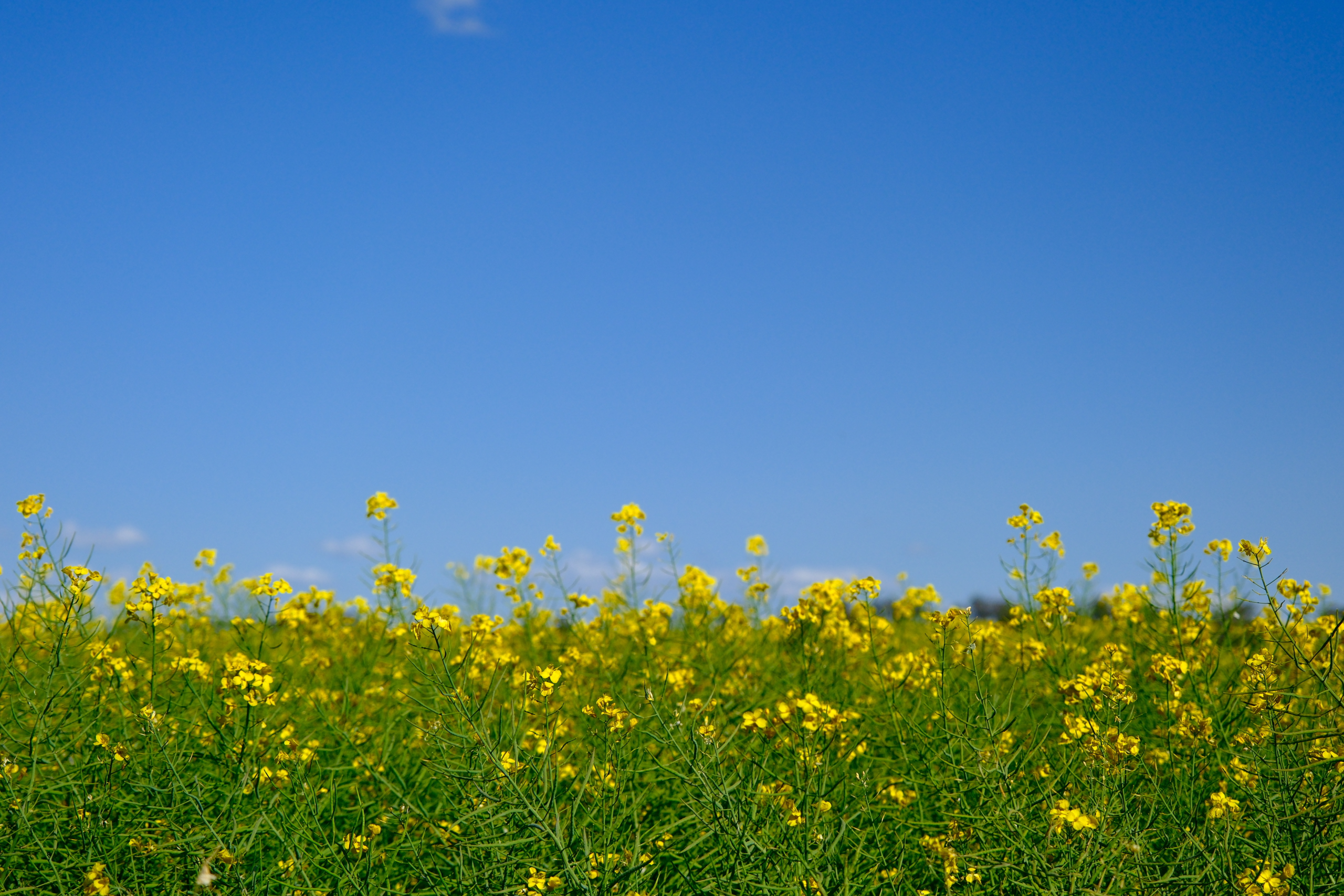 canola field