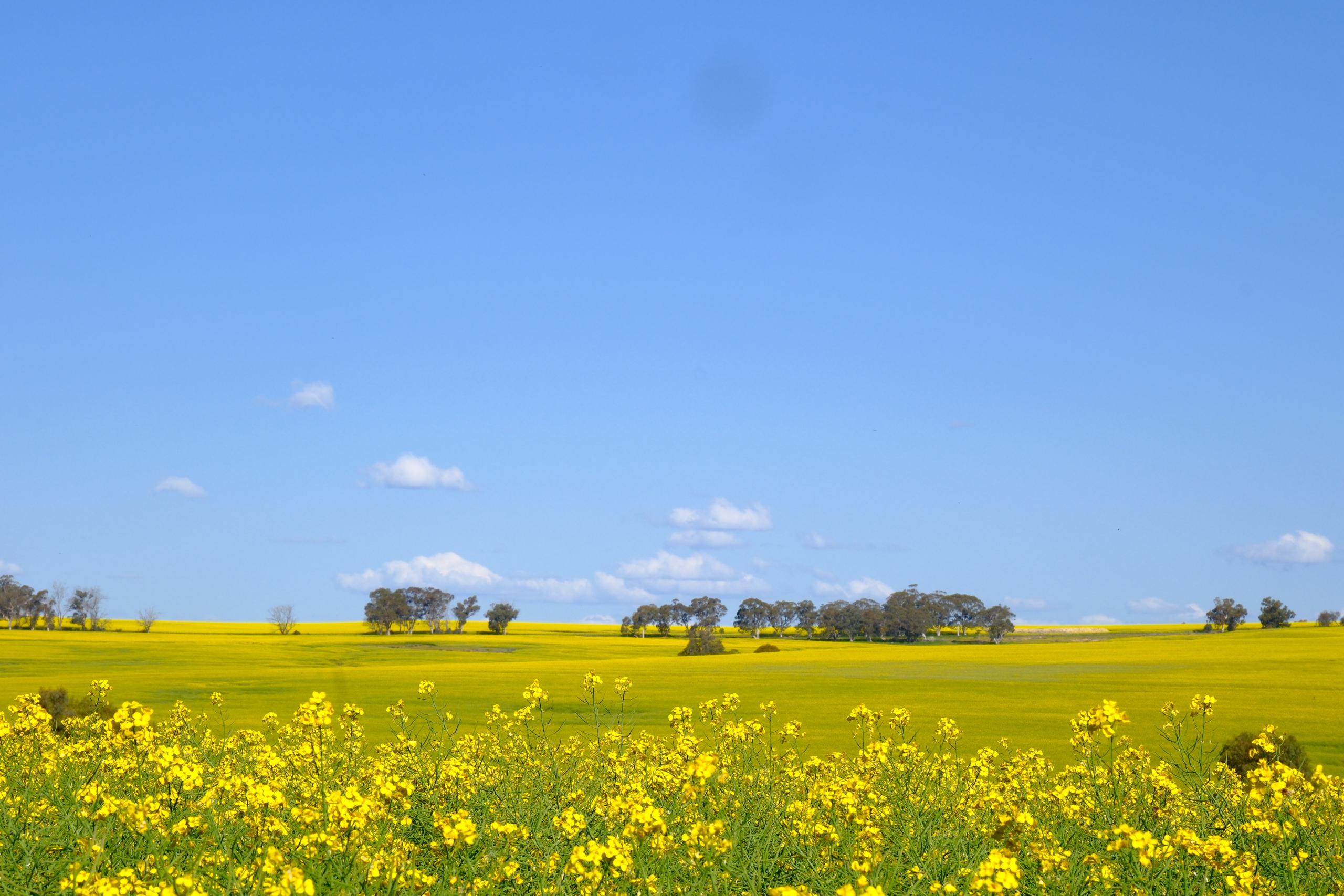canola field
