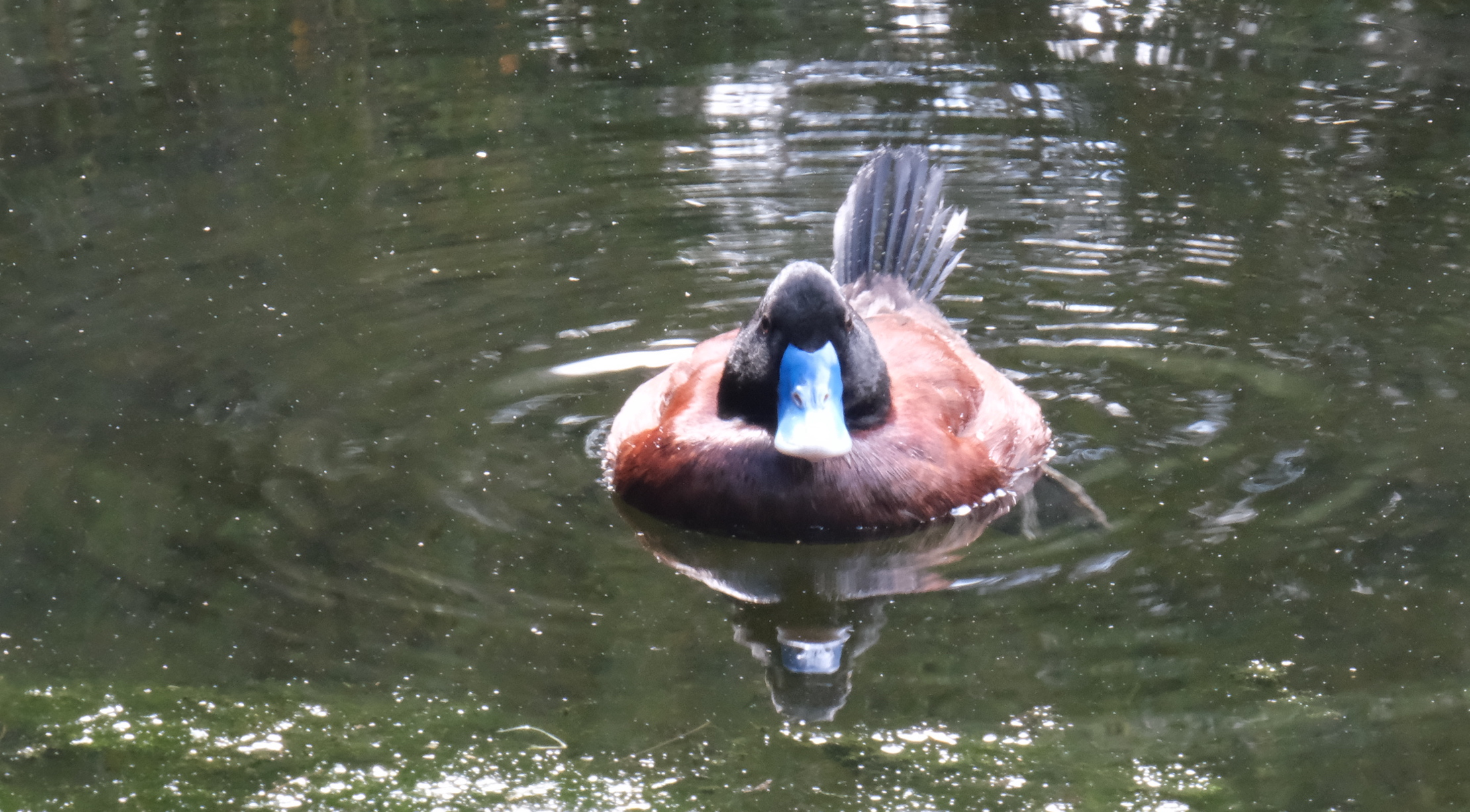 Blue-billed Duck