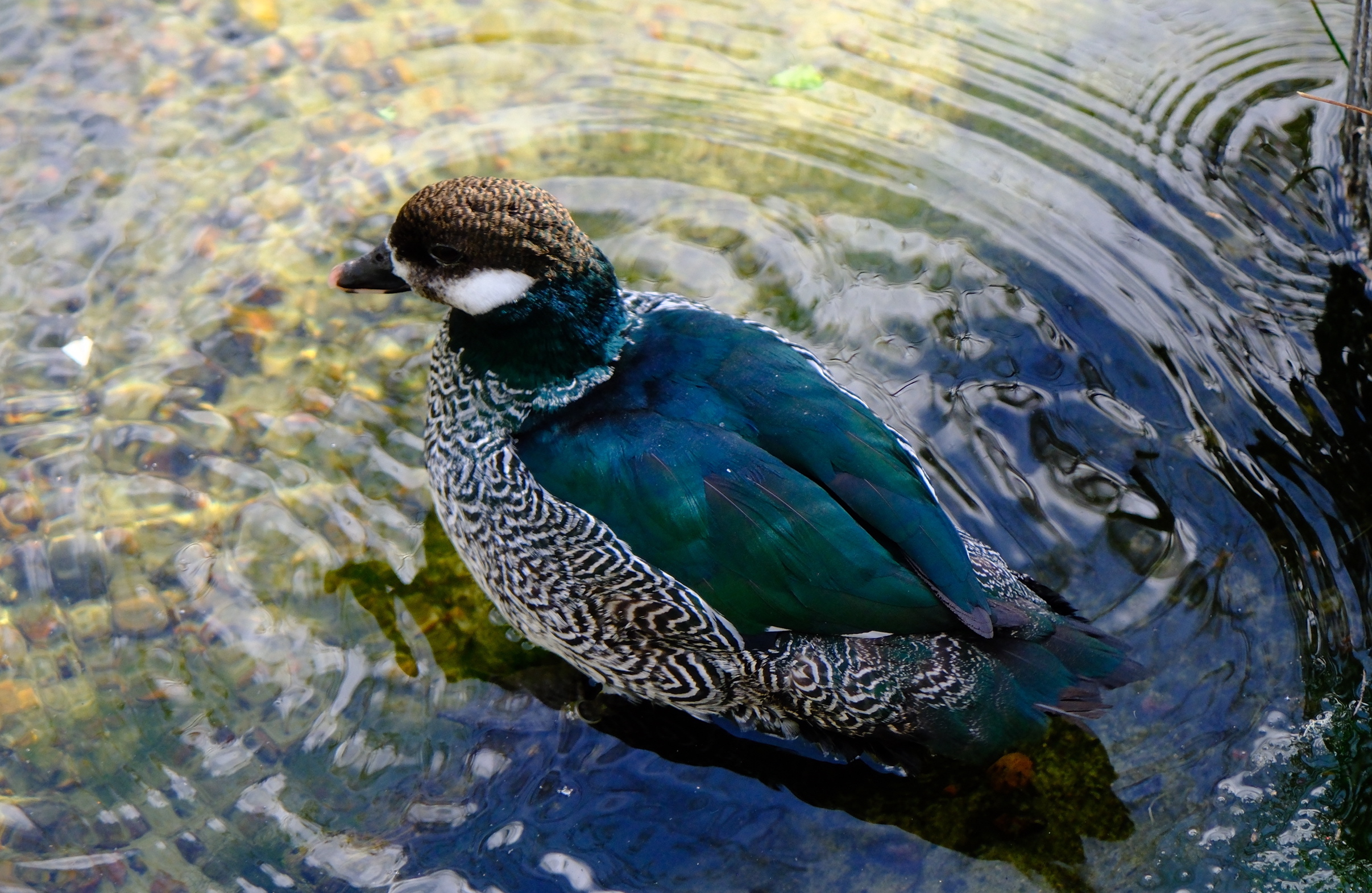 Chestnut Teal