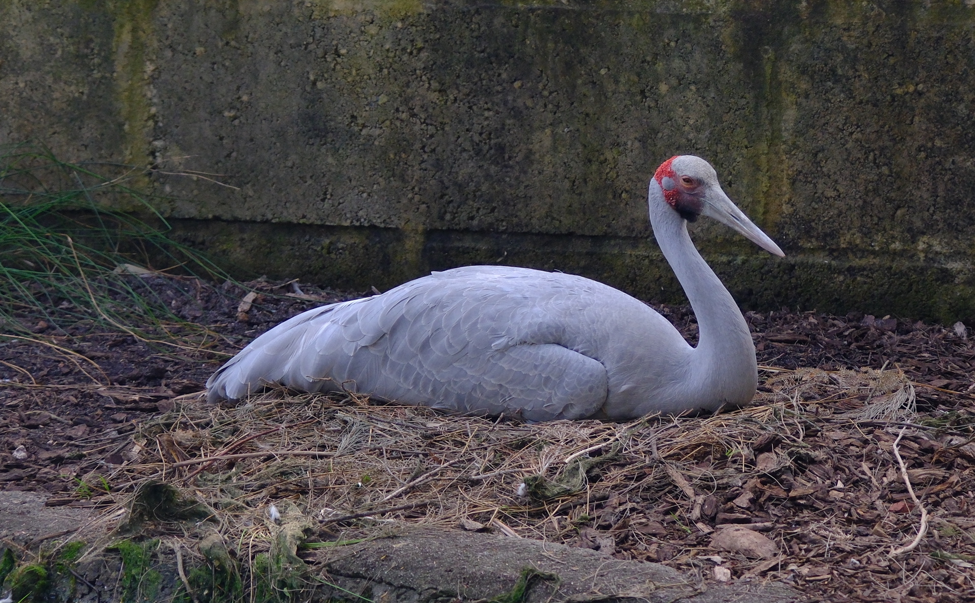 澳洲鶴 (Brolga)