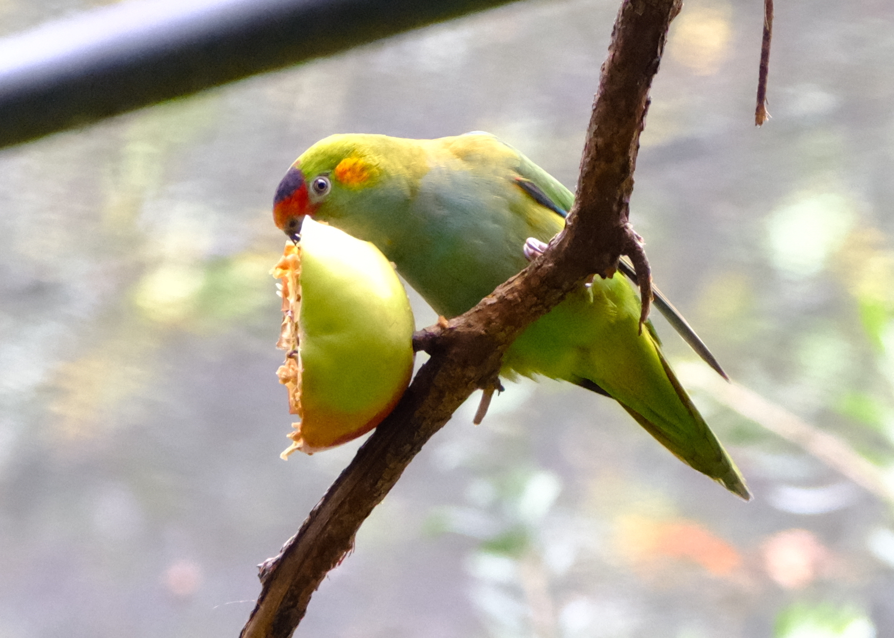 Red-collared Lorikeet
