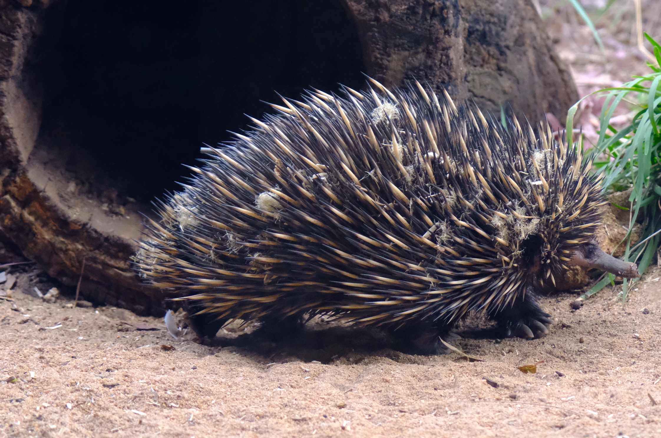 Short-beaked Echidna