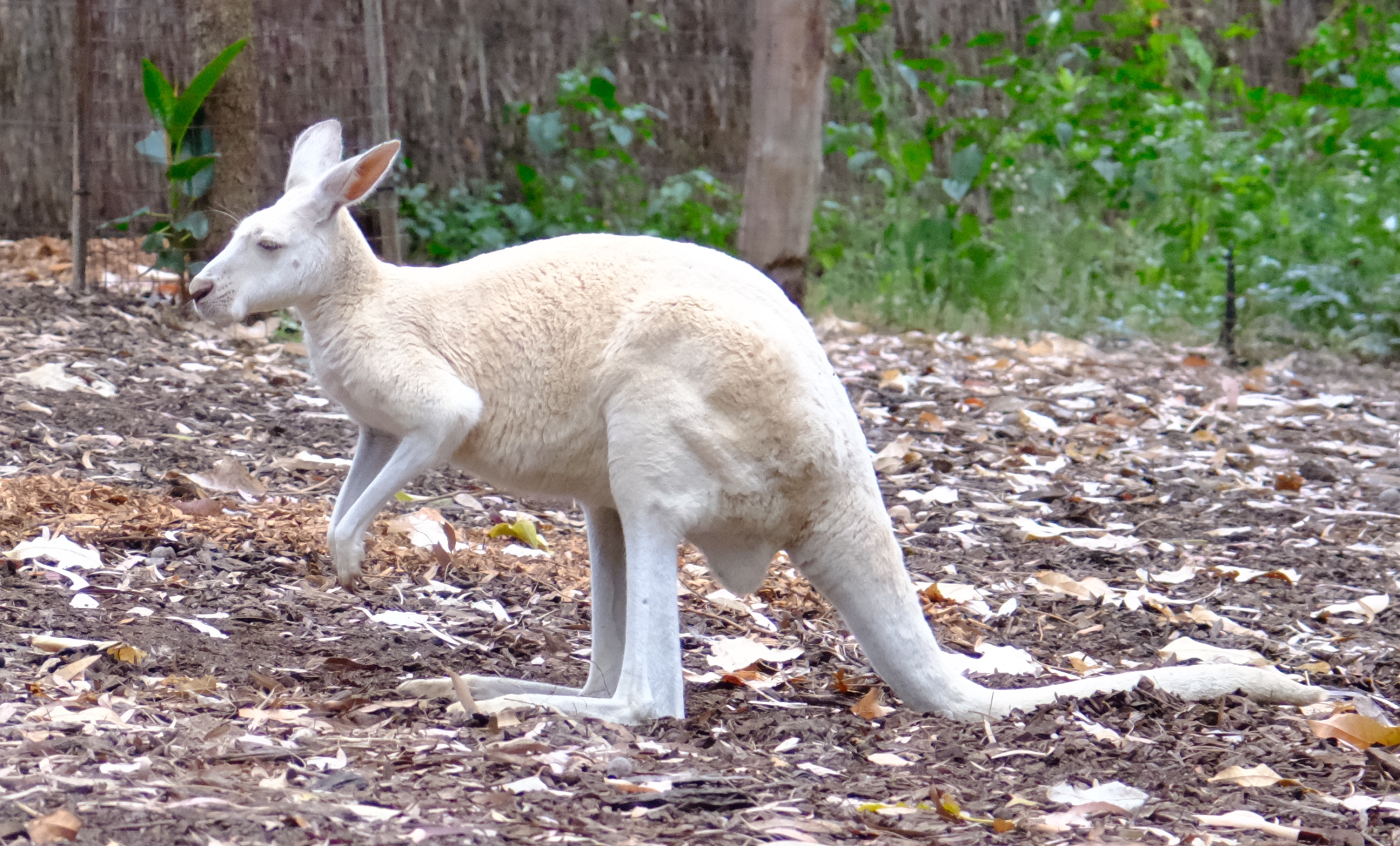 white kangaroo