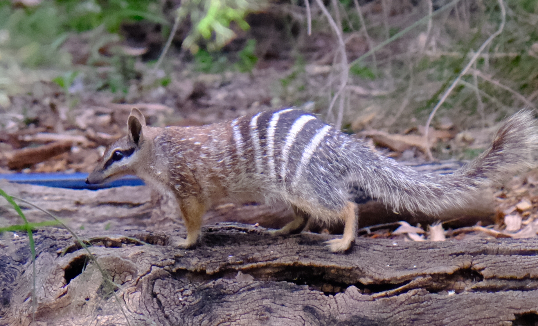 袋食蟻獸 (Numbat)
