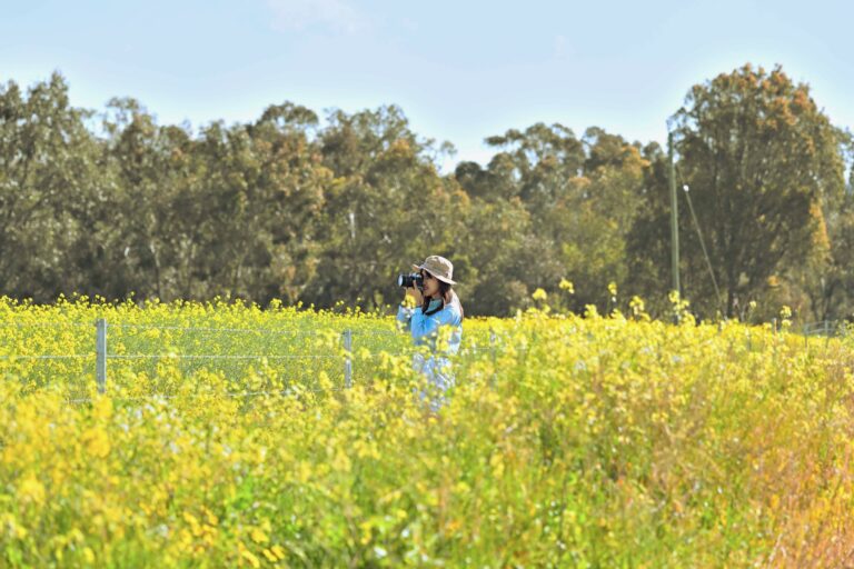 canola field
